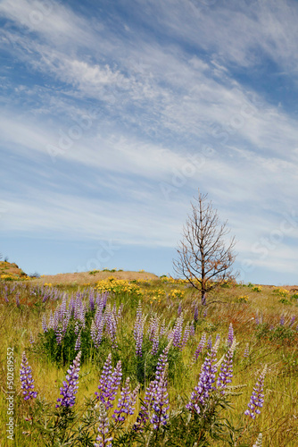 USA, Oregon, Columbia River Gorge, Flowers along Historic Columbia River Highway from Mosier to Hood River photo