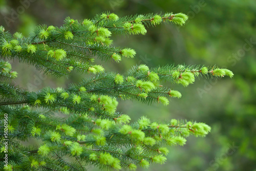 USA, Oregon, Columbia River Gorge, Columbia River Historic Highway Trail from Mosier to Hood River, New Growth on Douglas Fir Tree