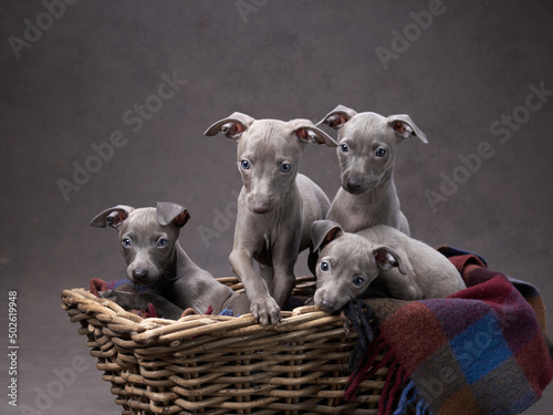 Fotografie four greyhound puppies in a basket