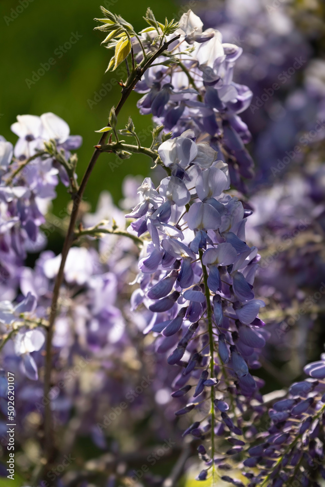 Beautiful hanging Blue Rain Wisteria in a garden with blurred background. Vertical photo Beautiful hanging Blue Rain Wisteria in a garden with blurred background. Vertical photo