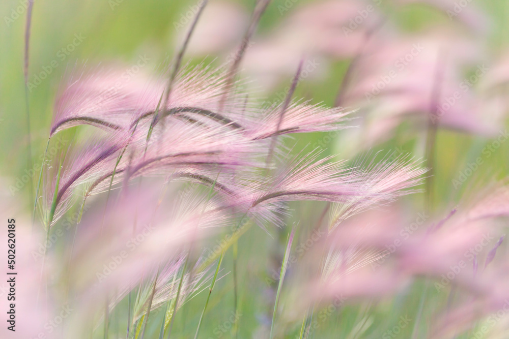 Canada, Peter Loughheed Provincial Park, Close-up of grass seedheads Canada, Peter Loughheed Provincial Park, Close-up of grass seedheads