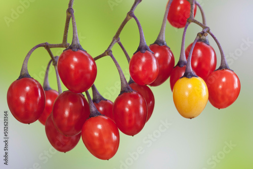 Close-up of Bittersweet nightshade (Solanum dulcamara) red berries photo