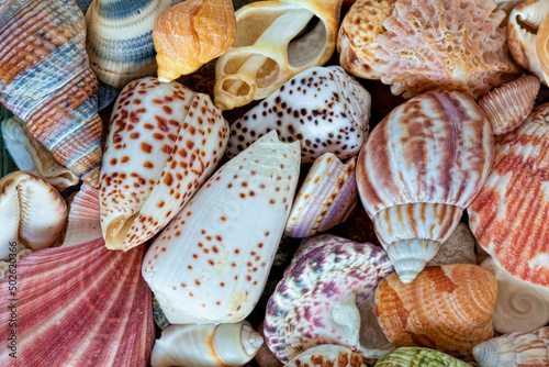 Close-up of assorted seashells photo