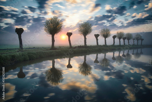 knotted willows are reflected in the water on a misty morning