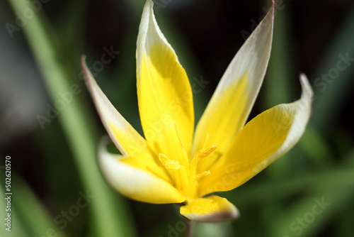 Tulipany w zbliżeniu © Woj Mac