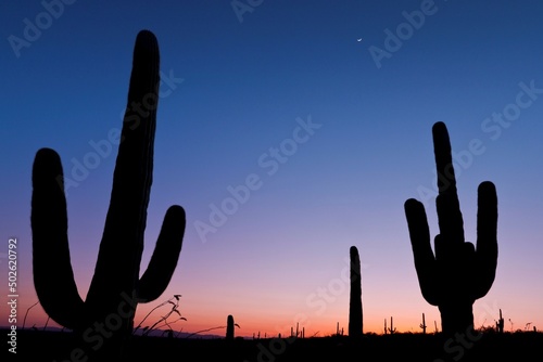 USA, Arizona, Tucson, Saguaro National Park, Rincon Mountain District photo