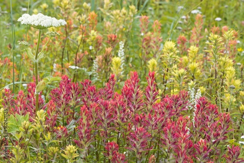 Indian Paintbrush (Castilleja) flowers in a field, Dundas Bay, Glacier Bay National Park, Alaska, USA photo