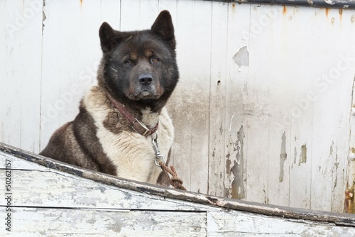 Guard dog on a fishing boat, Hoonah, Chichagof Island, Alaska, USA photo