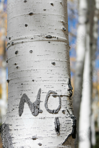 Don't carve on aspen trees