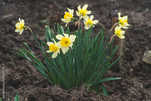 Fototapeta Naklejka Na Ścianę i Meble -  Narcissus flowers in the garden in early spring, flowers in a flower bed close-up, the theme of floriculture and plant growing