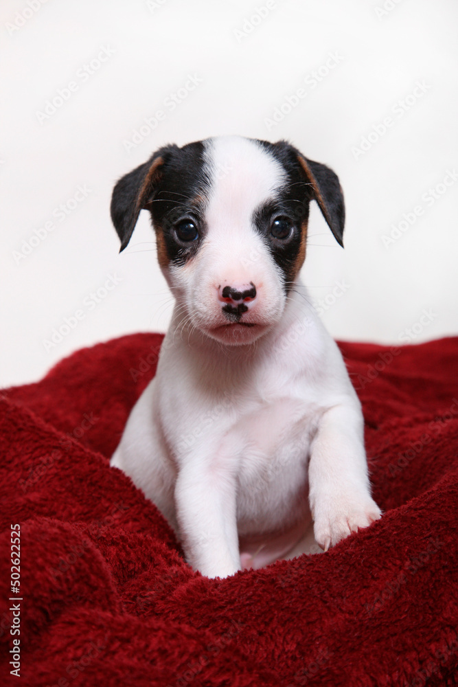 Studio shot of Jack Russel Terrier Puppy Studio shot of Jack Russel Terrier Puppy