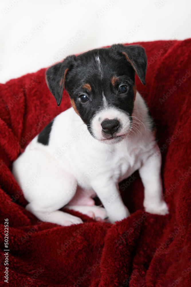 Studio shot of Jack Russel Terrier Puppy Studio shot of Jack Russel Terrier Puppy