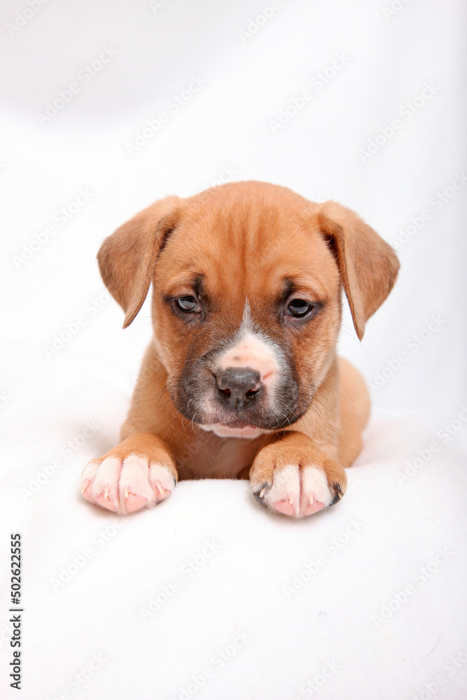 Studio shot of Boxer Puppy Studio shot of Boxer Puppy