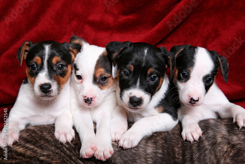 Studio shot of Jack Russell Terrier Puppies photo