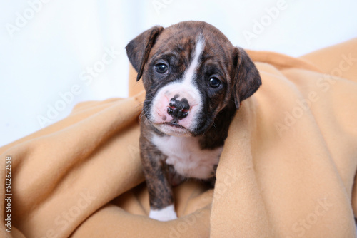 Studio shot of Boxer Puppy