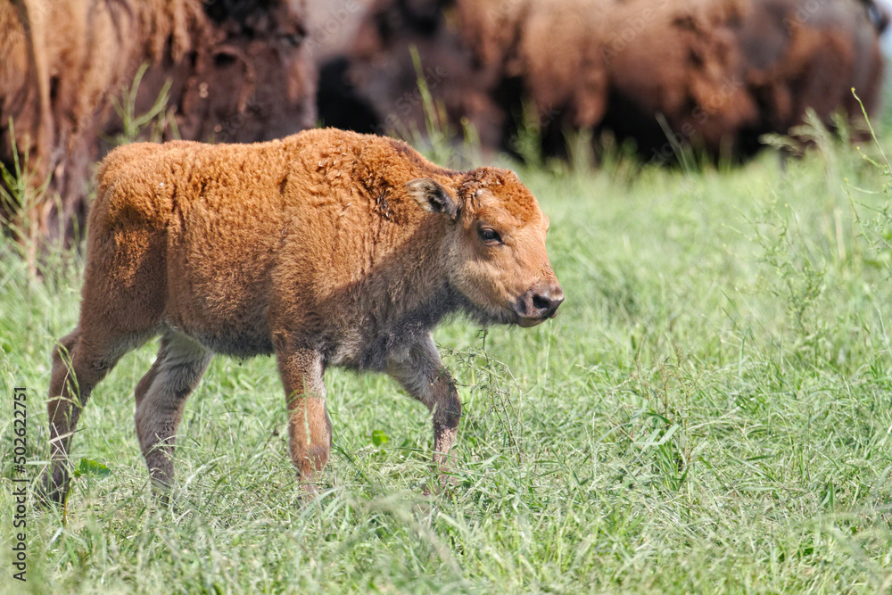 USA, New Jersey, Hunterdon County, Buffalo (Bison Bison) calf in meadow USA, New Jersey, Hunterdon County, Buffalo (Bison Bison) calf in meadow