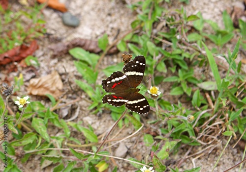 Schmetterling in der Natur 