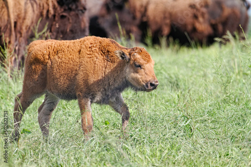 USA, New Jersey, Hunterdon County, Buffalo (Bison Bison) calf in meadow photo