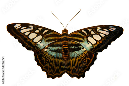 Close-up of a butterfly photo