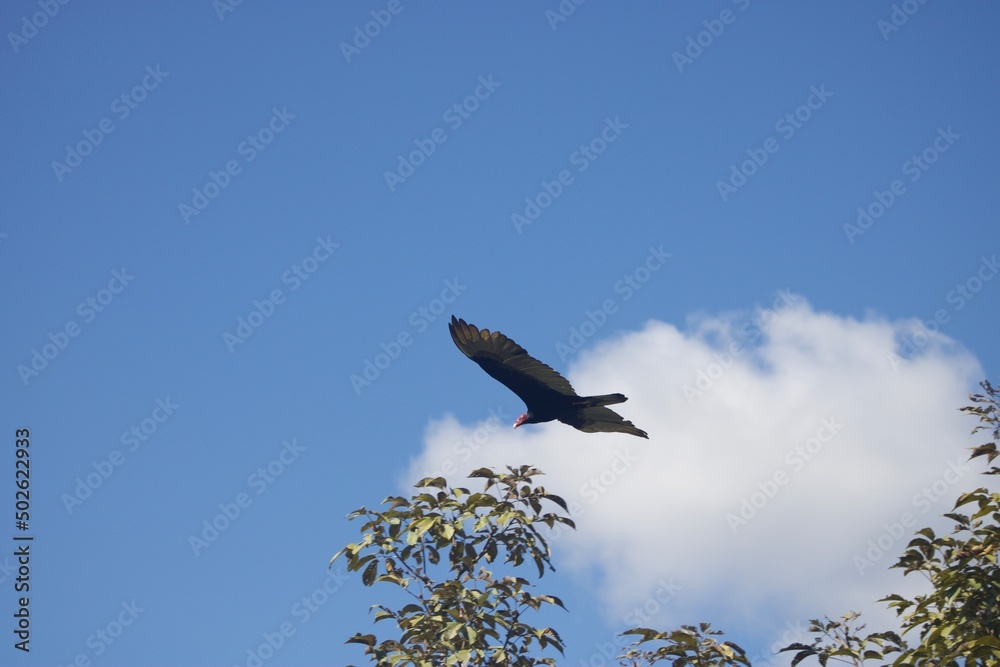 Adler am blauen Himmel Adler am blauen Himmel