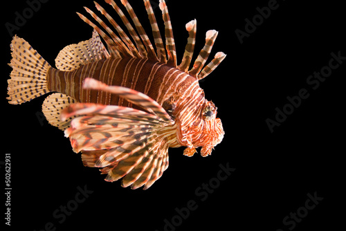 Studio shot of common lionfish (Pterois miles)
