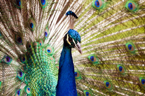 Close up of peacock showing its beautiful feathers photo