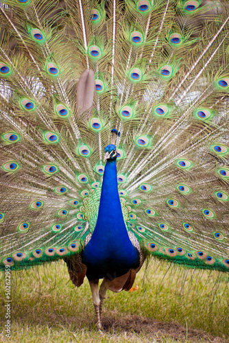 Beautiful Indian peacock with fully fanned tail photo