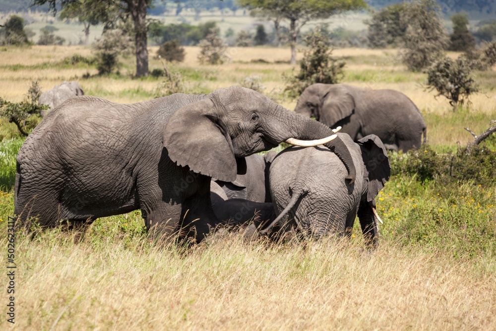 African elephants (Loxodonta africana) move across the Savannah, Serengeti National Park, Tanzania African elephants (Loxodonta africana) move across the Savannah, Serengeti National Park, Tanzania