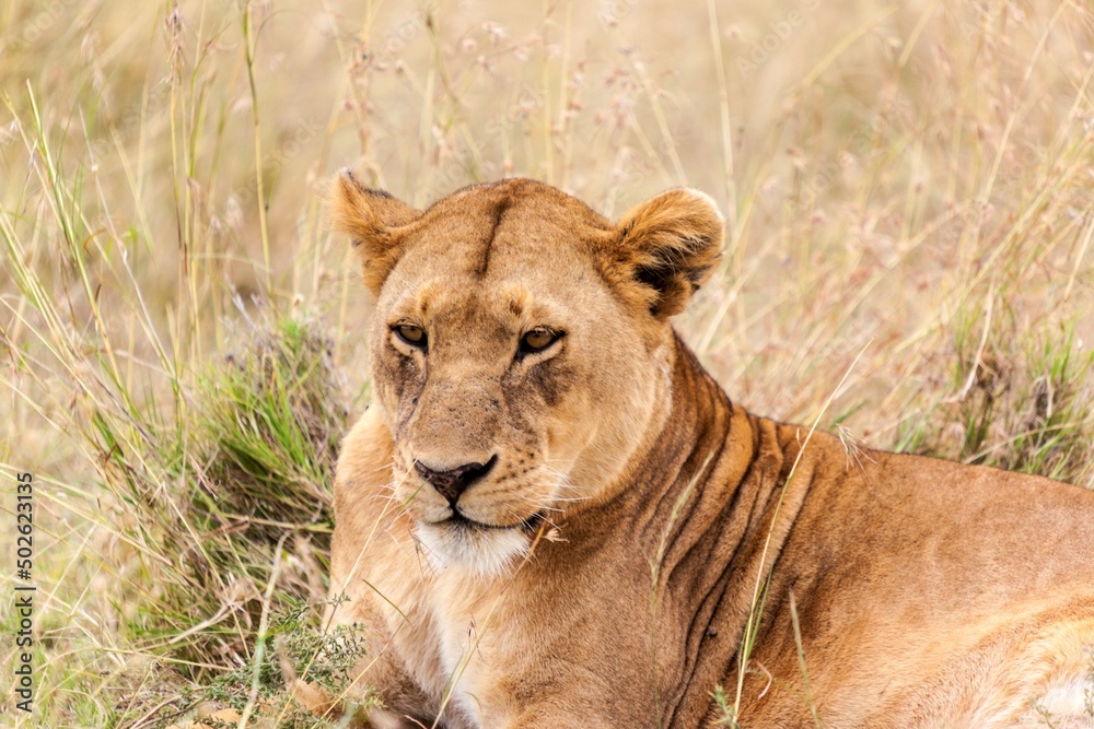 Lioness (Panthera leo) resting in a forest Lioness (Panthera leo) resting in a forest