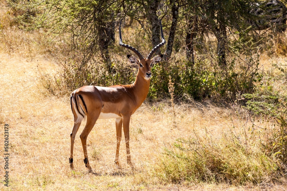 Impala Ram (Aepyceros Melampus) standing in a forest, Serengeti National Park, Tanzania Impala Ram (Aepyceros Melampus) standing in a forest, Serengeti National Park, Tanzania