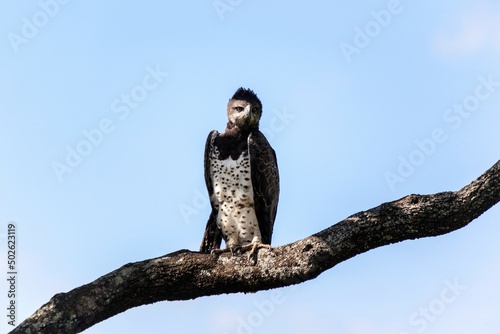 Low angle view of a Martial Eagle (Polemaetus bellicosus) perching on a tree branch, Serengeti National Park, Tanzania photo