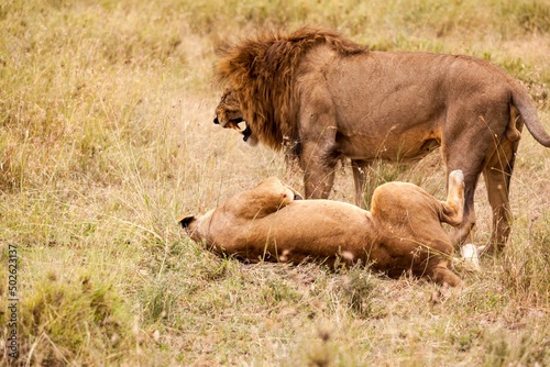 Mating lions (Panthera leo) in stunning golden light, Ruaha National Park, Tanzania photo