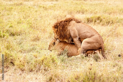 Mating lions (Panthera leo) in stunning golden light, Ruaha National Park, Tanzania