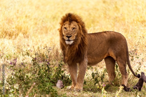 Male lion (Panthera leo) standing in a forest, Serengeti National Park, Tanzania photo