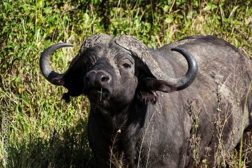 Bull Cape buffalo (Syncerus caffer) standing in short grass, Tanzania photo