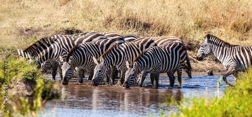 Thirsty zebras drinking water at a waterhole photo