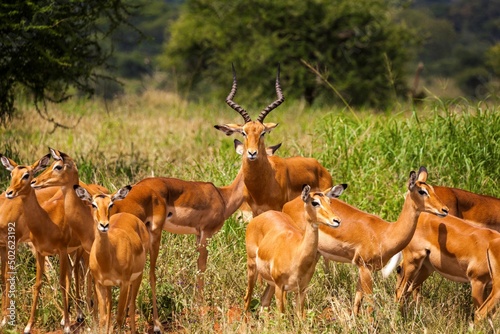 Herd of Impala (Aepyceros Melampus) in a forest, Serengeti National Park, Tanzania photo