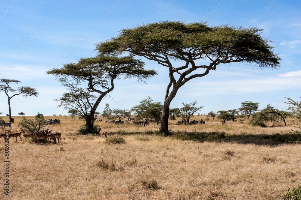 Herd of Impala (Aepyceros melampus) in a forest, Serengeti National Park, Tanzania Herd of Impala (Aepyceros melampus) in a forest, Serengeti National Park, Tanzania