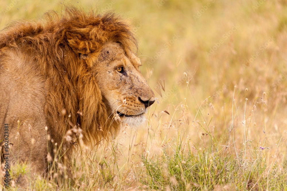 African lion (Panthera leo) in a field, Serengeti National Park, Tanzania African lion (Panthera leo) in a field, Serengeti National Park, Tanzania