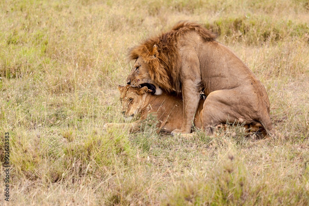 Mating lions (Panthera leo) in a forest, Serengeti National Park, Tanzania Mating lions (Panthera leo) in a forest, Serengeti National Park, Tanzania