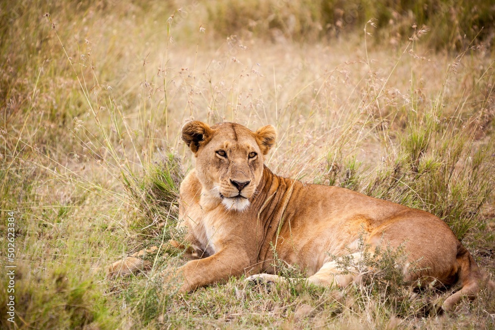 Lioness (Panthera leo) resting in a forest, South Luangwa National Park, Zambia Lioness (Panthera leo) resting in a forest, South Luangwa National Park, Zambia