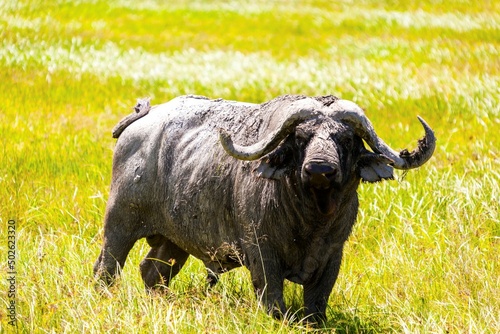 Cape buffalo (Syncerus caffer) in a field, Tanzania photo