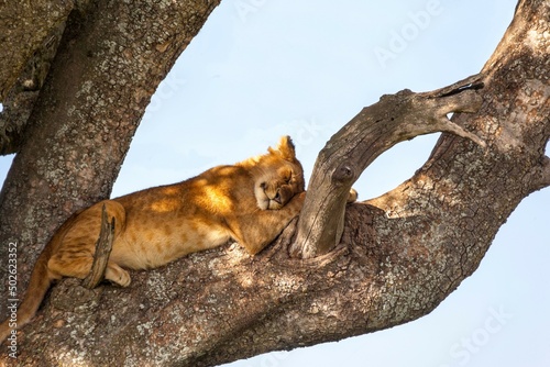 Lion cub (Panthera leo) sleeping on a tree, Serengeti National Park, Tanzania photo