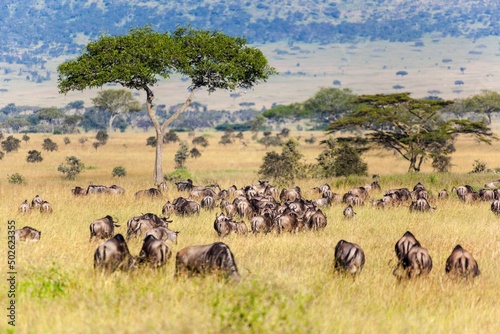 Wildebeests on migration, Serengeti National Park, Tanzania photo