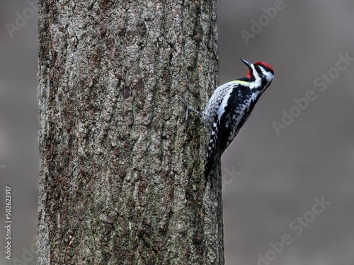 Male Yellow-bellied Sapsuckers on tree trunk in spring