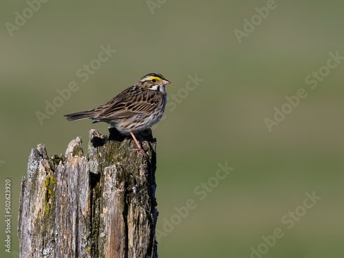 Savannah Sparrow on Fence Post in Spring	 photo