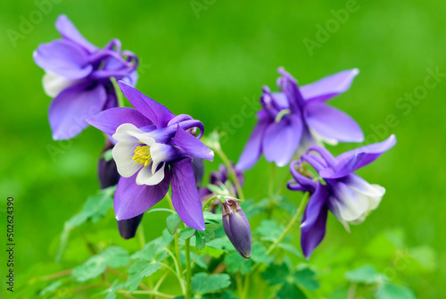 Aquilegia caerulea, columbine plant purple white flower with small buds and leaves , close Up. Blurred natural green background, copy space.