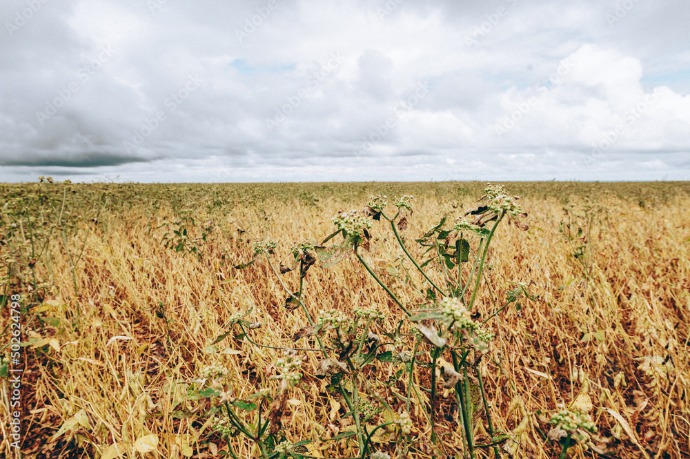 Obraz premium soybean field and sky with clouds