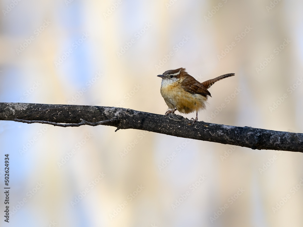 Carolina Wren perched on tree branch in spring