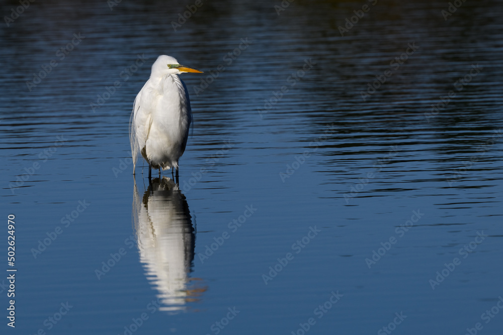 Great Egret with reflection standing in blue water Great Egret with reflection standing in blue water